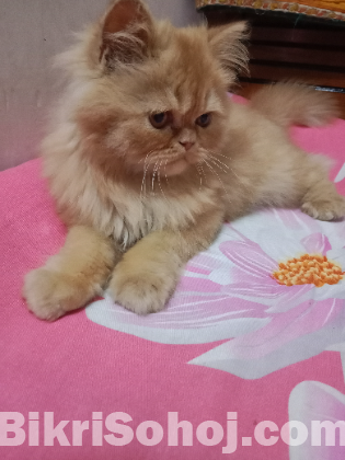 Persian cat